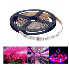 DC12V Red Blue 4:1 LED Plant Grow Lights 5050 LED Strip for Greenhouse Hydroponic Plant Growing